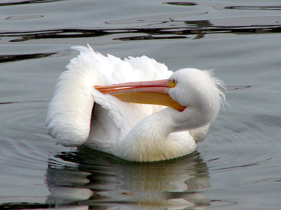 Texas Gulf Coast White Pelican Photograph by Linda Cox