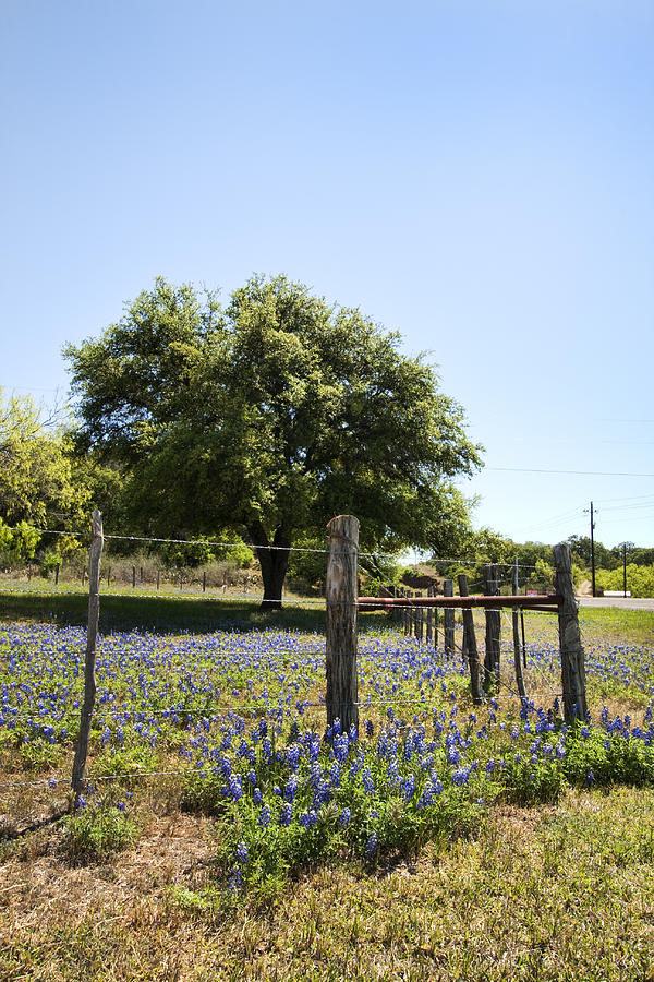 Texas Hill Country Bluebonnets Photograph by Kathy Clark