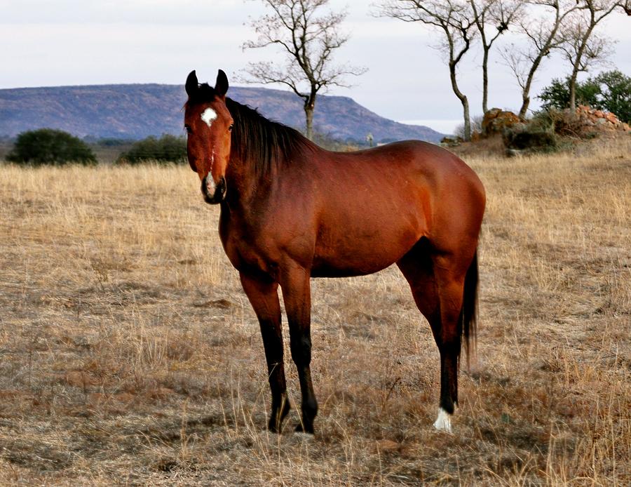 Texas Hill Country Horse Photograph by Kristina Deane