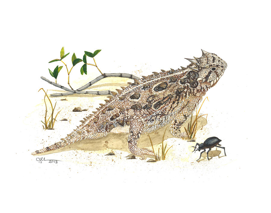 Texas horned lizard Painting by Cindy Hitchcock