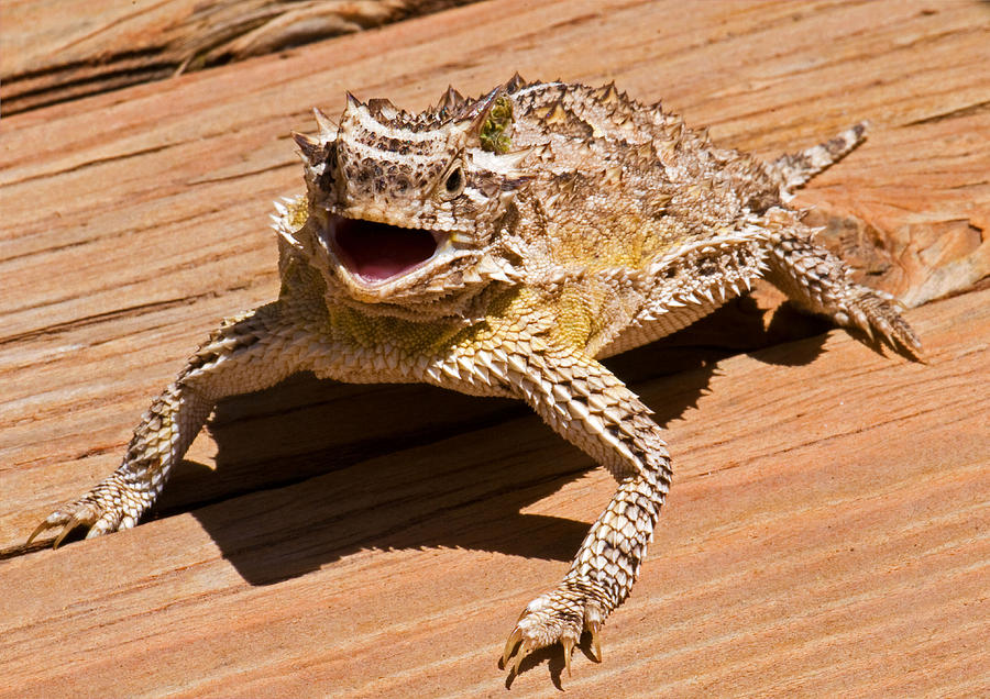 Texas Horned Lizard Photograph by Millard H. Sharp
