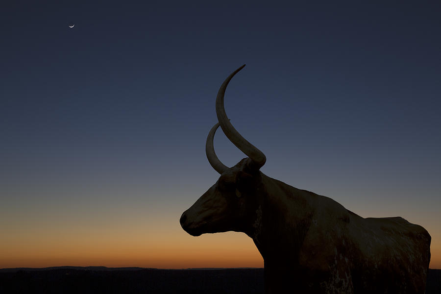 Texas Images - Longhorn Silhoutte after Sunset Photograph by Rob Greebon