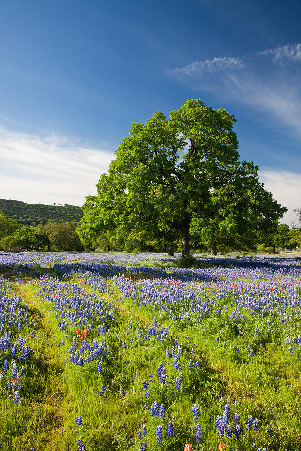 Texas in Spring Photograph by Eggers Photography