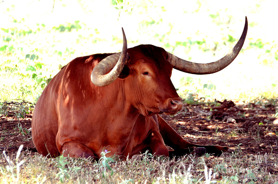 Texas Is Longhorns Photograph by Linda Cox