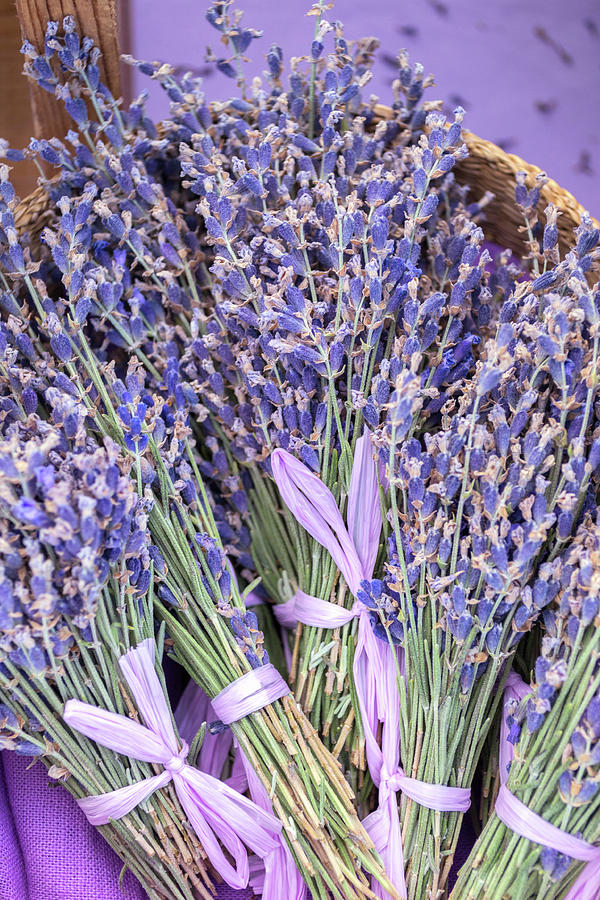 Texas Lavender Flowers Photograph by Carol Wood