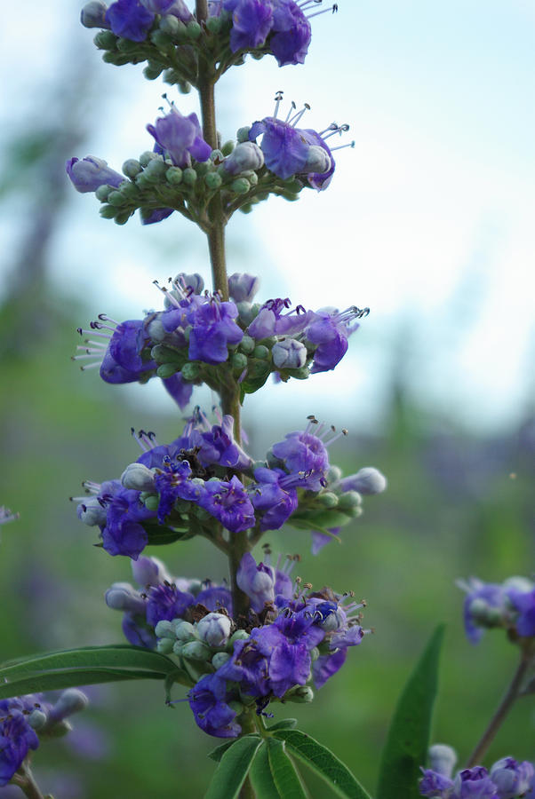 Flower Photograph - Texas Lilac by Robyn Stacey