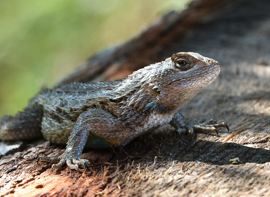Texas Lizard Photograph by John Johnson