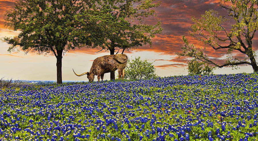 Texas Long Horn Photograph by Deon Grandon