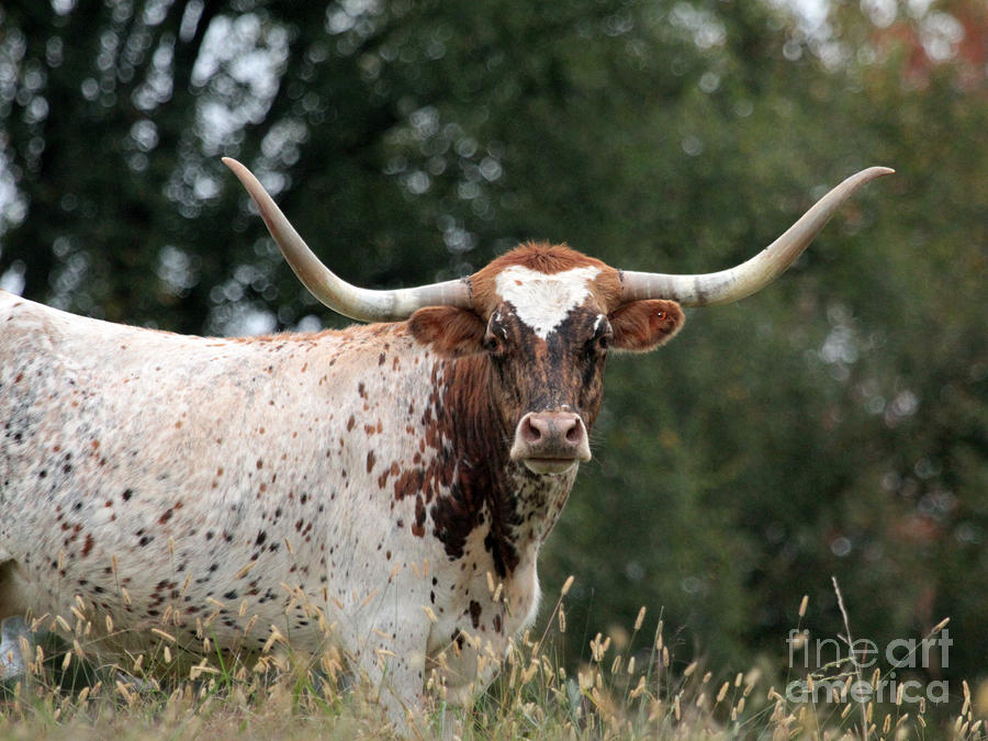 Cow Photograph - Texas Long Horn by Dwight Cook