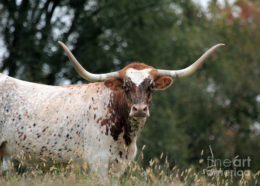 Texas longhorn 3 Photograph by Dwight Cook