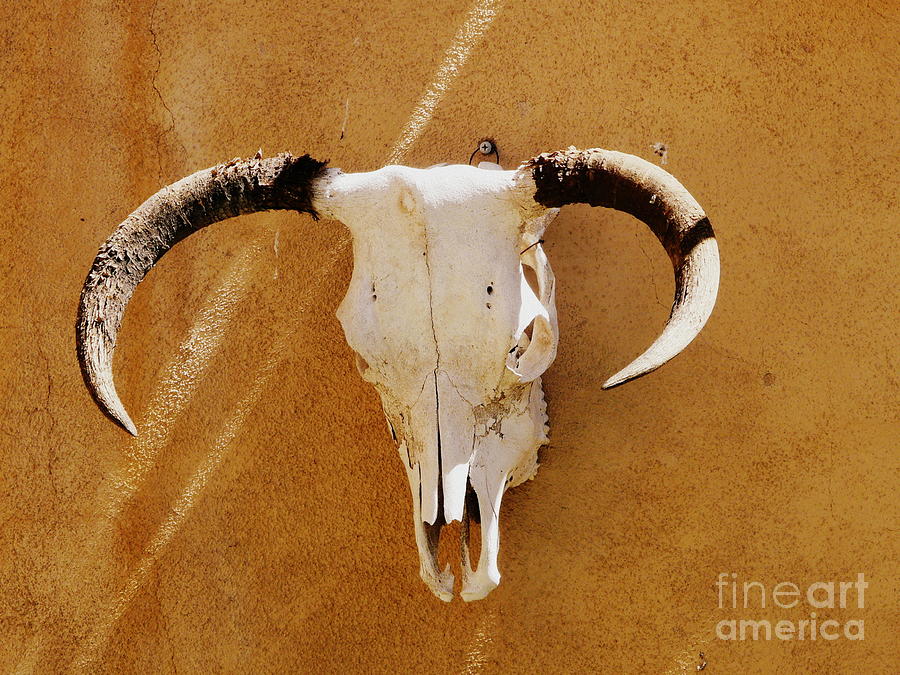 Skull Photograph - Texas Longhorn by Avis  Noelle