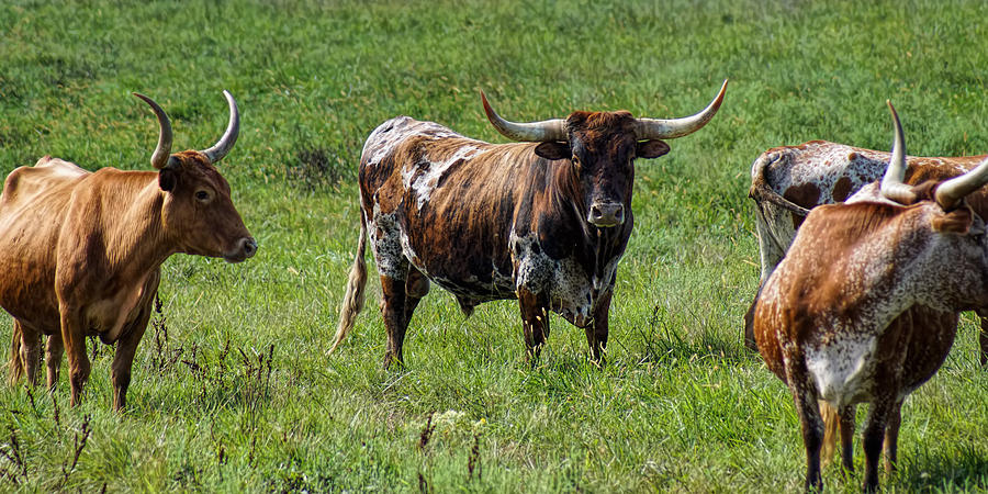 Texas Longhorn Bull Photograph by Alan Hutchins
