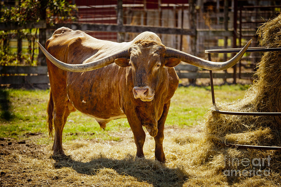 Texas Longhorn Bull for Breeding in  Color 3089.02 Photograph by M K Miller