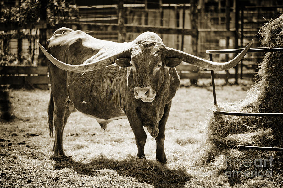 Texas Longhorn Bull for Breeding in  Sepia 3089.01 Photograph by M K Miller
