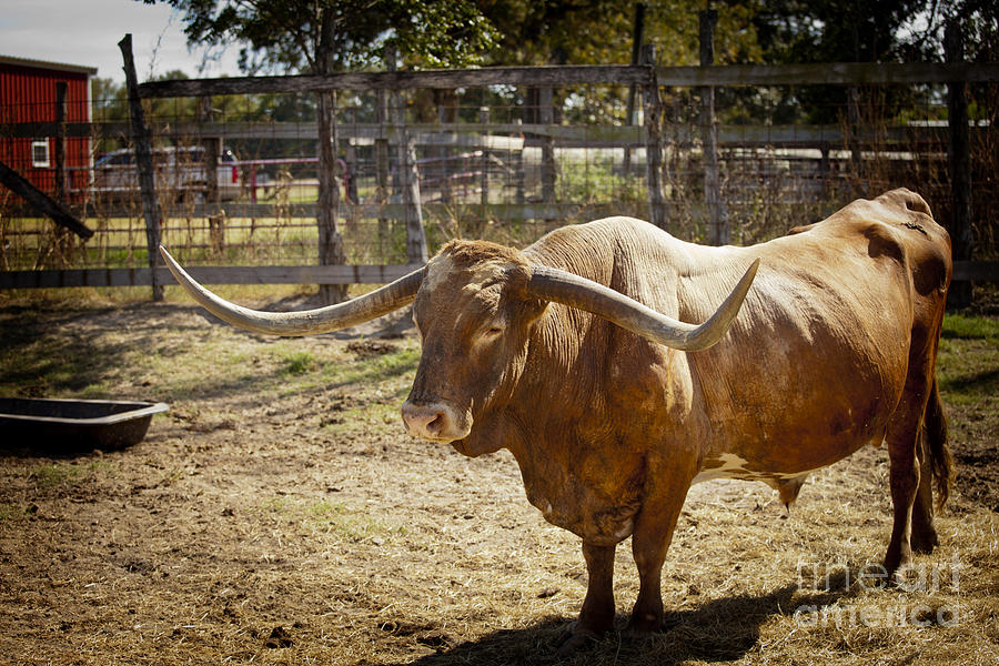 Texas Longhorn Bull Side View in  Color 3091.02 Photograph by M K Miller