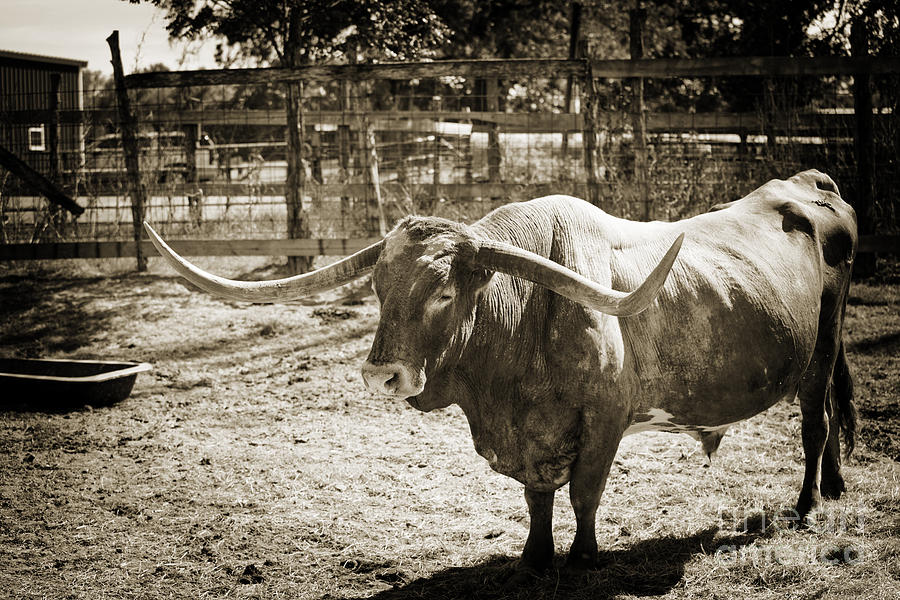 Texas Longhorn Bull Side View in Sepia 3091.01 Photograph by M K Miller