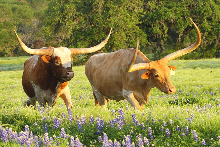 Nature Photograph - Texas Longhorn Cattle by Andrew McInnes