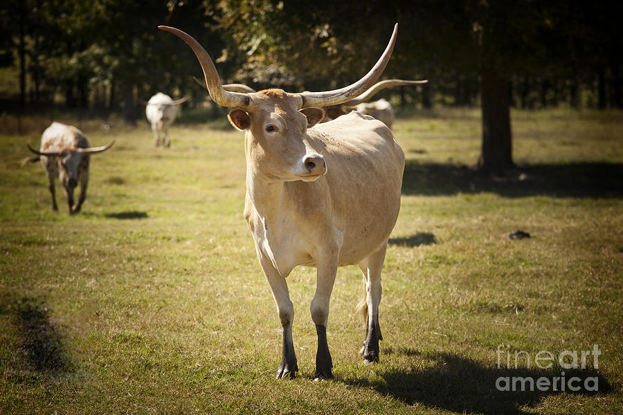 Texas Longhorn Cattle Front View in Color 3093.02 Photograph by M K Miller