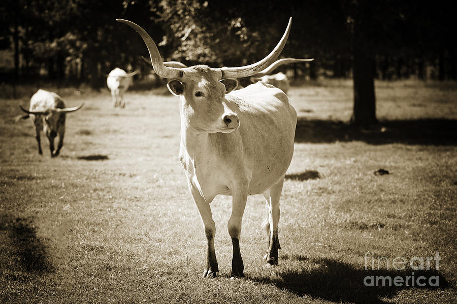 Texas Longhorn Cattle Front View in Sepia 3093.01 Photograph by M K Miller
