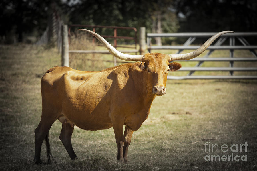 Texas Longhorn Cattle in a Pasture in Color 3094.02 Photograph by M K Miller