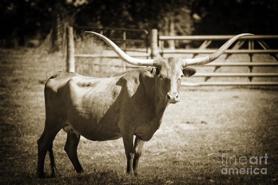 Texas Longhorn Cattle in a Pasture in Sepia 3094.01 Photograph by M K Miller