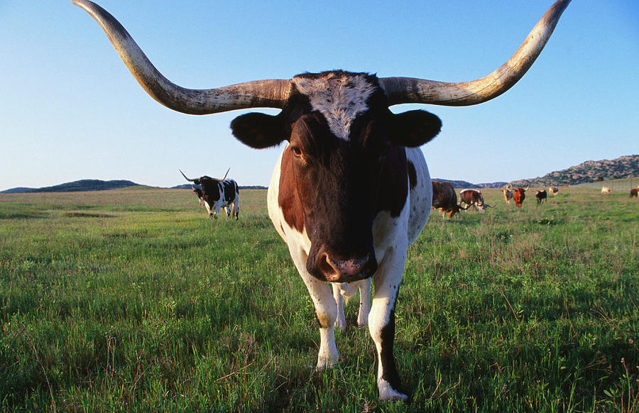 Texas Longhorn Cattle Photograph by John Elk