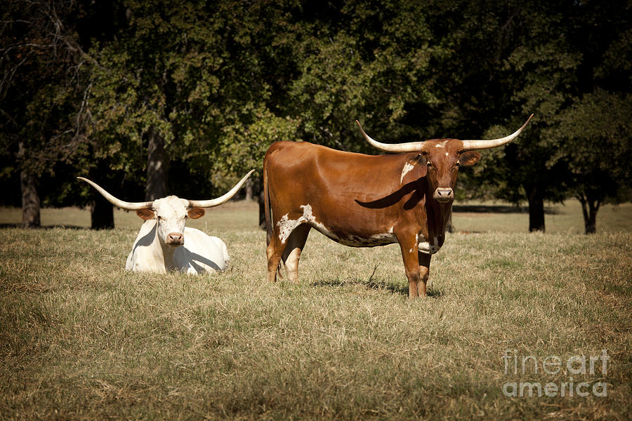 Texas Longhorn Cattle Relaxing in a Field in Color 3098.02 Photograph by M K Miller