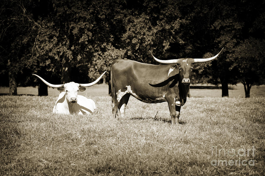Texas Longhorn Cattle Relaxing in a Field in Sepia 3098.01 Photograph by M K Miller