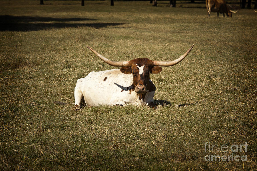 Texas Longhorn Cattle Relaxing in a Pasture in Color 3097.02 Photograph by M K Miller