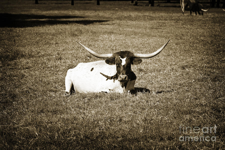 Texas Longhorn Cattle Relaxing in a Pasture in Sepia 3097.01 Photograph by M K Miller