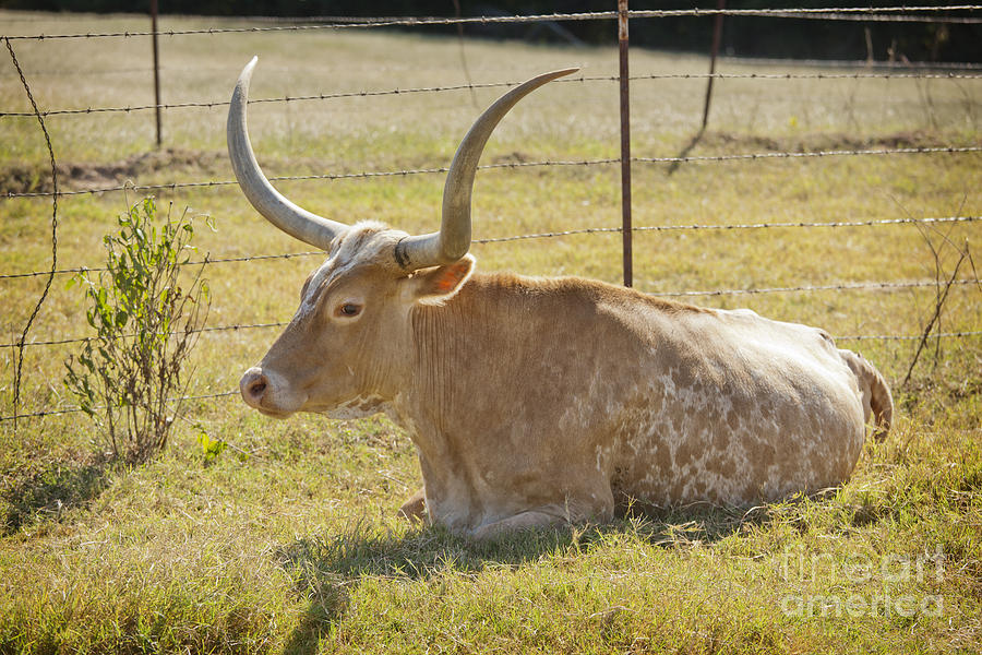 Texas Longhorn Cattle Resting in a Field in Color 3099.02 Photograph by M K Miller