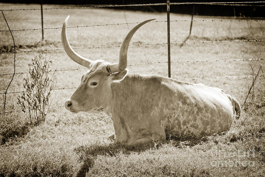 Texas Longhorn Cattle Resting in a Field in Sepia 3099.01 Photograph by M K Miller