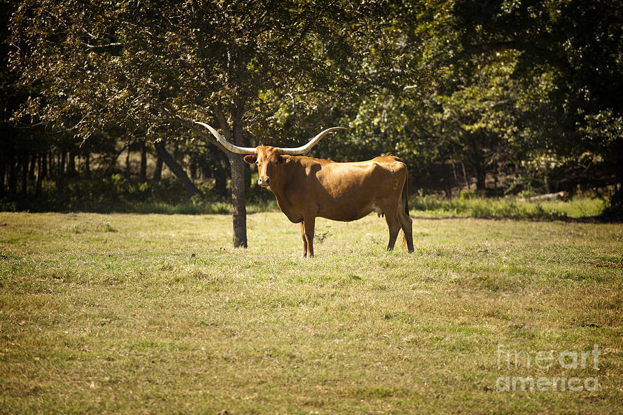 Texas Longhorn Cattle standing in a Pasture in Color 3096.02 Photograph by M K Miller