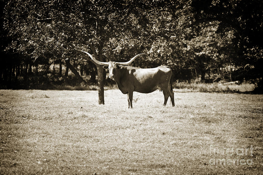 Texas Longhorn Cattle standing in a Pasture in Sepia 3096.01 Photograph by M K Miller