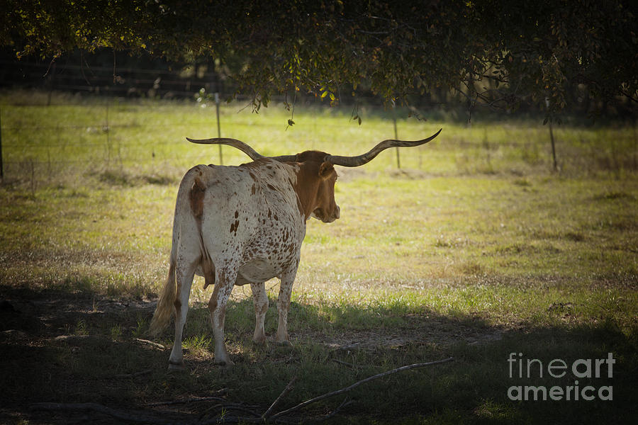 Texas Longhorn Cattle standing in Shade in Color 3095.02 Photograph by M K Miller