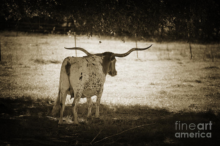 Black And White Photograph - Texas Longhorn Cattle standing in Shade in sepia 3095.01 by M K Miller