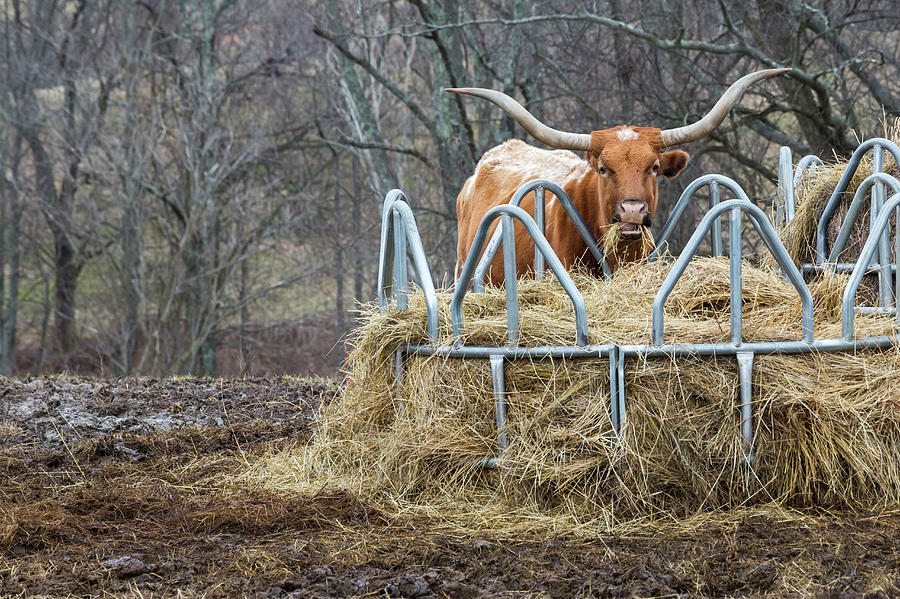 Texas Longhorn Cow At A Hay Feeder Photograph By Jim West Science