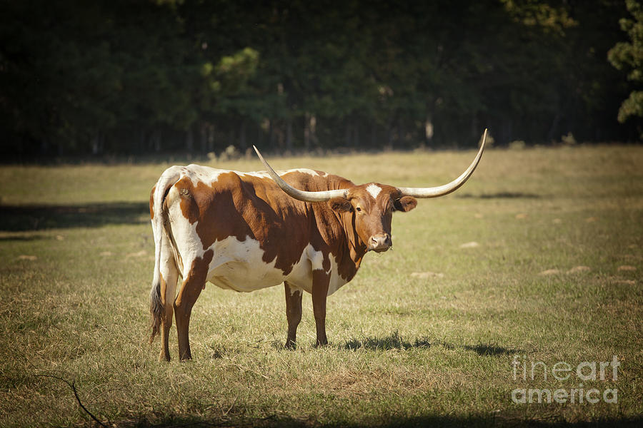Texas Longhorn Cow Back View in a Field in Color 3102.02 Photograph by M K Miller
