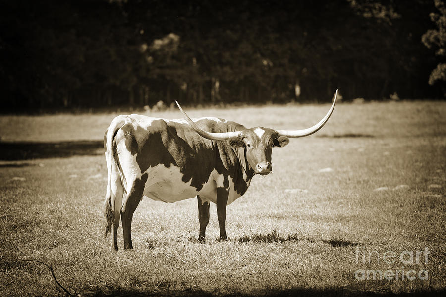 Texas Longhorn Cow Back View in a Field in Sepia 3102.01 Photograph by M K Miller