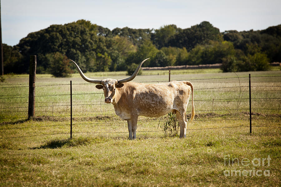 Texas Longhorn Cow Next to a Fence in a Field in Color 3103.02 Photograph by M K Miller