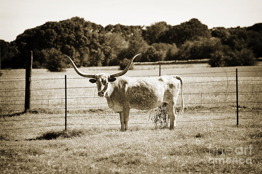 Texas Longhorn Cow Next to a Fence in a Field in Sepia 3103.01 Photograph by M K Miller