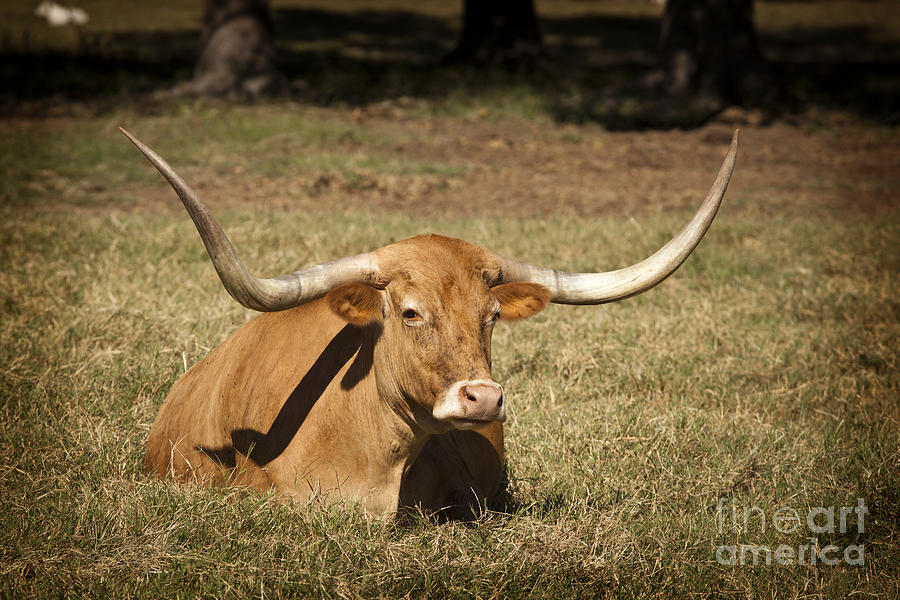 Texas Longhorn Cow Sitting in a Field in Color 3101.02 Photograph by M K Miller