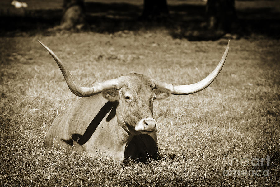 Texas Longhorn Cow Sitting in a Field in Sepia 3101.01 Photograph by M K Miller