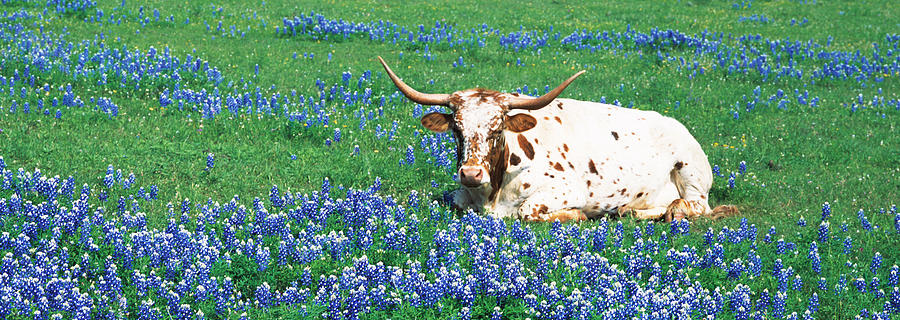 Texas Longhorn Cow Sitting On A Field Photograph by Panoramic Images
