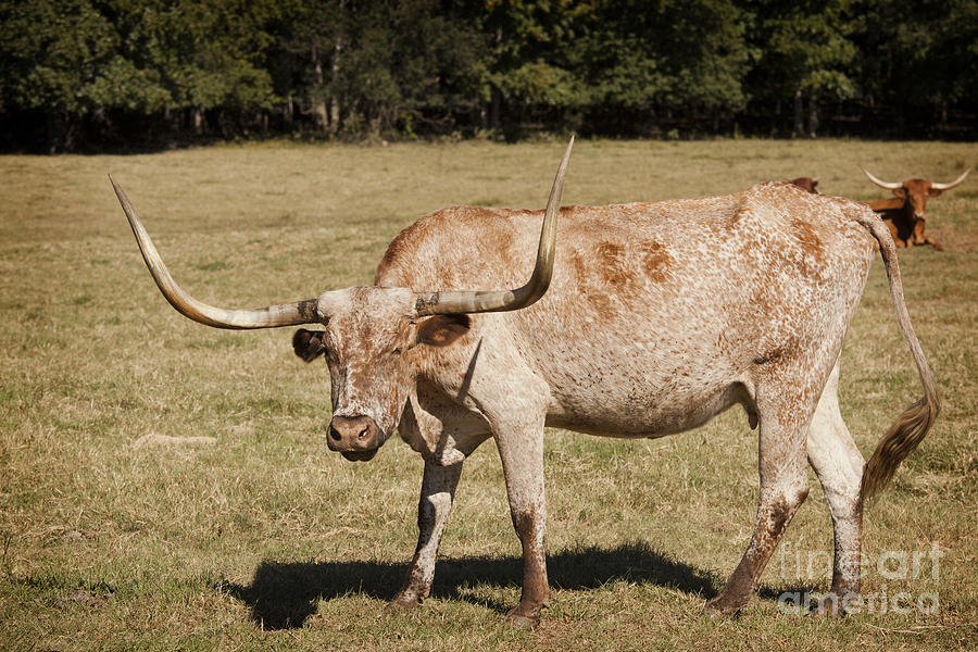 Texas Longhorn Cow Standing in a Field in Color 3100.02 Photograph by M K Miller