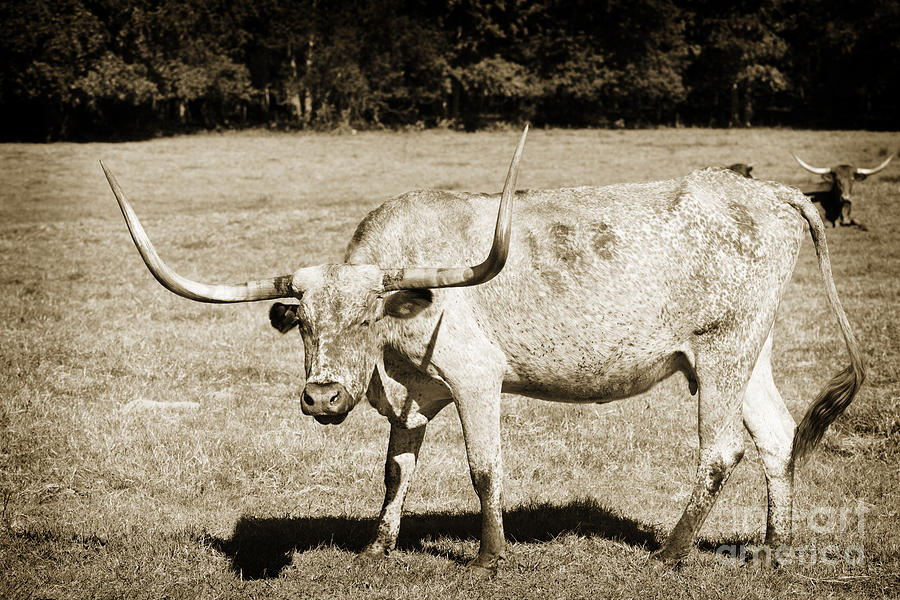 Texas Longhorn Cow Standing in a Field in Sepia 3100.01 Photograph by M K Miller