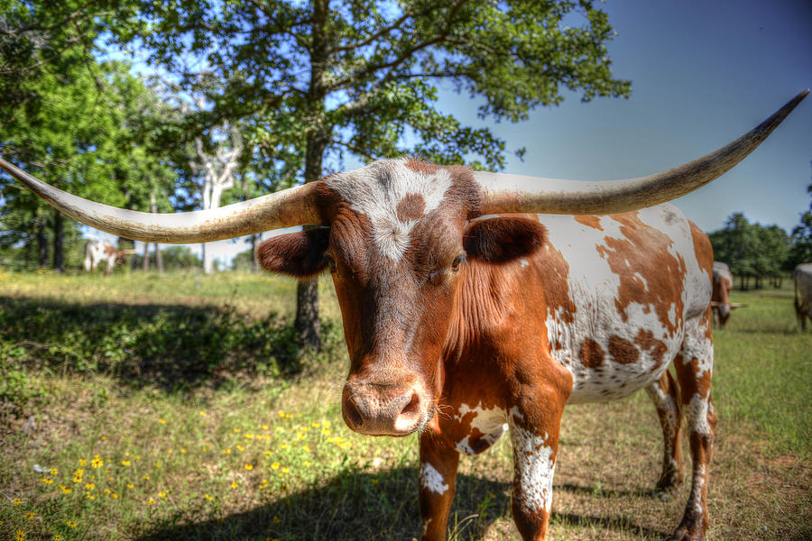 Texas Longhorn Painting by Dalton Aiken - Fine Art America