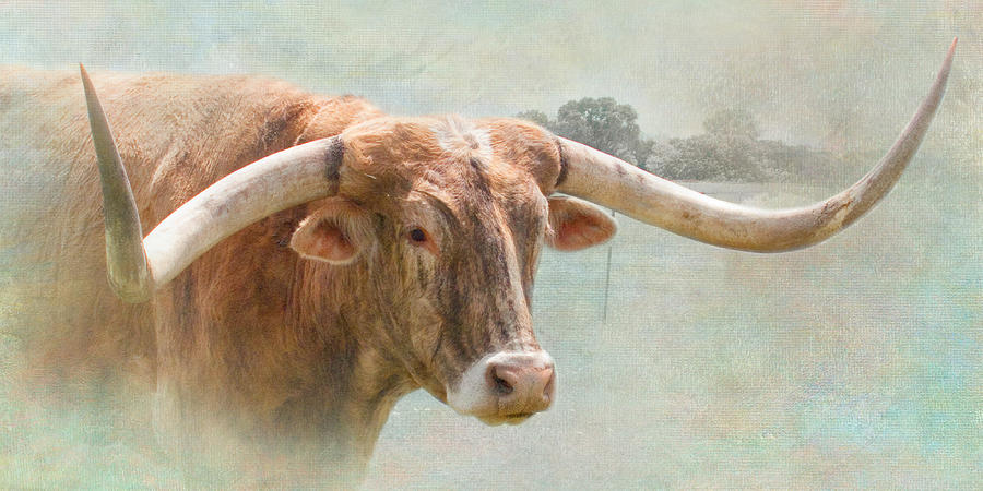Portrait of a Texas Longhorn Photograph by David and Carol Kelly