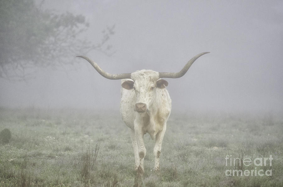 Texas Longhorn Fog Photograph by Richard Mason