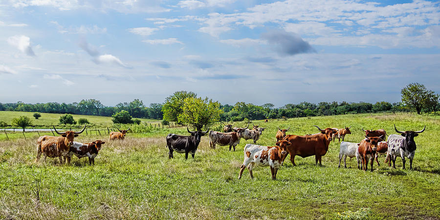 Texas Longhorns Animal Herd